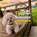 강아지와 산책 | 공주 메타세콰이어길 정안천생태공원 - 강아지와 애견동반 산책 후기 오프리시 사고