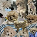 빅토리아펫 강아지고양이 잠실점 이미지