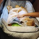 21그램 반려동물 장례식장 천안아산점 이미지