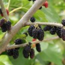 석모삼거리 이미지