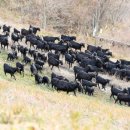 산내들 흑염소 이미지