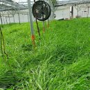 호동농장 이미지