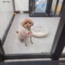 영블리 펫살롱 이미지