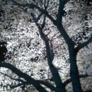 핸폰사진 - 전주 동물원 벚꽃사진 이미지