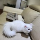 고양이미용 반하나캣 이미지