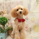 몽글 몽글 이미지