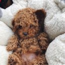 더편한동물병원 이미지