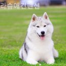 파트라슈 애견 펜션 이미지