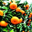 첨단농장 이미지