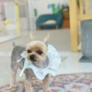 도담도담펫살롱 이미지