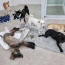 댕글벙글 이미지