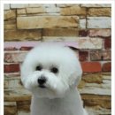 뽀숑 이미지