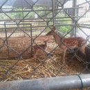 형제농장B 이미지