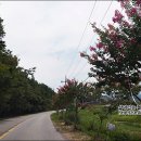 배롱나무 특화거리 이미지