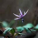 바람꽃공원 이미지