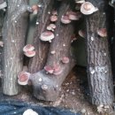 서당골농장 이미지