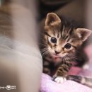 헤어볼하우스 이미지