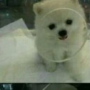 데려가개 이미지