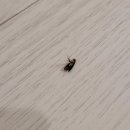 용황로10길(동) | 경주 용강동 뉴센트로에일린의 뜰 39평 ( feat : 경주에뜰 39평 입주청소+새집증후군)