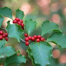 들꽃카페 이미지