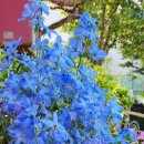 태평목장 이미지