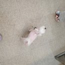 비플루피 이미지