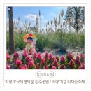 하얀마을경남경로당 | 의령 가볼만한곳 경남가을축제 2025 의령 기강리치꽃축제 아이랑 방문 후기