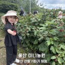 울산농원 | 울산 아이랑 갈만한 곳 미니농원 산딸기따기 체험 후기 예약방법