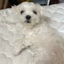 토프레소옥길점 | Tell me how to love