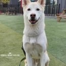이평우 반려견 교육센터 이미지