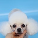 레몬이네 그루밍샵 이미지