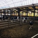 현승목장 이미지