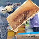사자벌농장 연합뉴스