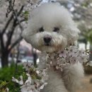 워너비독 이미지