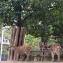 숲속 마사터널아지트 복합문화공간 | 서울숲 데이트코스 꽃사슴 방사장 위치 시간 산책로 아이들과 즐기는 서울숲 놀거리