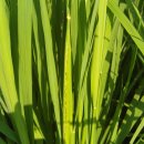 다솜농장 이미지