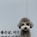 비바도기 이미지