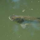 피라미다 이미지