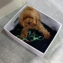 펫토피아 동물병원 이미지