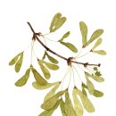 보테니컬 일러스트 이미지