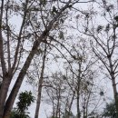 치앙마이 여행 1 - 백색사원과 골든트라이앵글 이미지