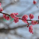 화개농원