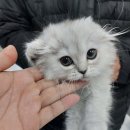 버디독 강아지분양 고양이분양 안심분양센터 인천점 이미지