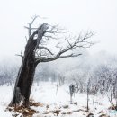 태백산 눈꽃산행 (마운틴TV가 만난 겨울산2) 이미지