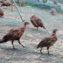 주신농장 이미지