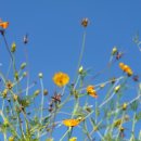 태화 목장 이미지