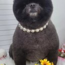 하트애견미용실 이미지