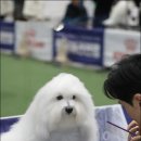 유어펫 라운지 강아지분양 네이버블로그