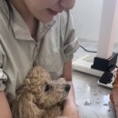 도기로움 이미지