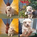 보승공업사 이미지